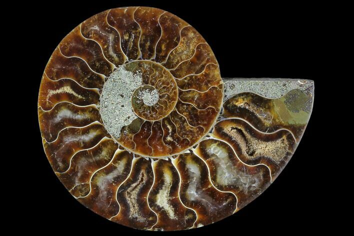Agatized Ammonite Fossil (Half) - Madagascar #125063